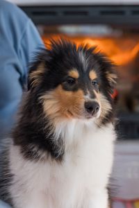 Цуценя коллі