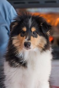 Цуценя коллі