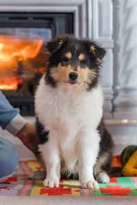 Цуценя довгошерстного коллі