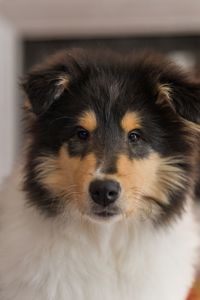 Цуценя довгошерстного коллі