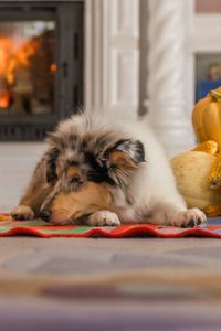 Цуценя довгошерстного коллі