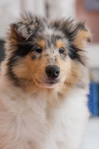 Цуценя довгошерстного коллі