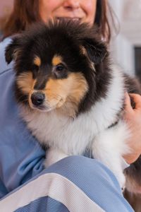 Цуценя довгошерстного коллі