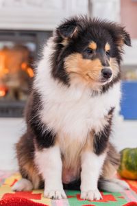 Цуценя довгошерстного коллі