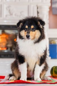 Цуценя довгошерстного коллі