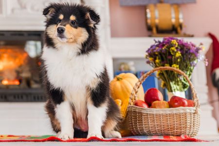 Цуценя довгошерстного коллі