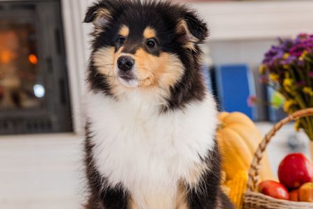 Цуценя довгошерстного коллі