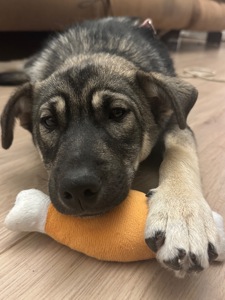 🐾 Віддамо у добрі руки цуценя (смішана порода з хаскі)