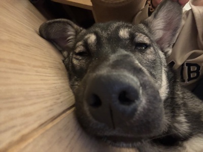 🐾 Віддамо у добрі руки цуценя (смішана порода з хаскі)