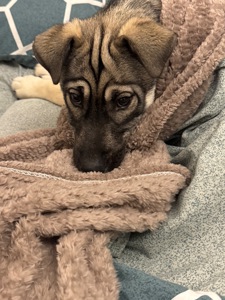 🐾 Віддамо у добрі руки цуценя (смішана порода з хаскі)