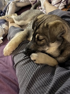 🐾 Віддамо у добрі руки цуценя (смішана порода з хаскі)