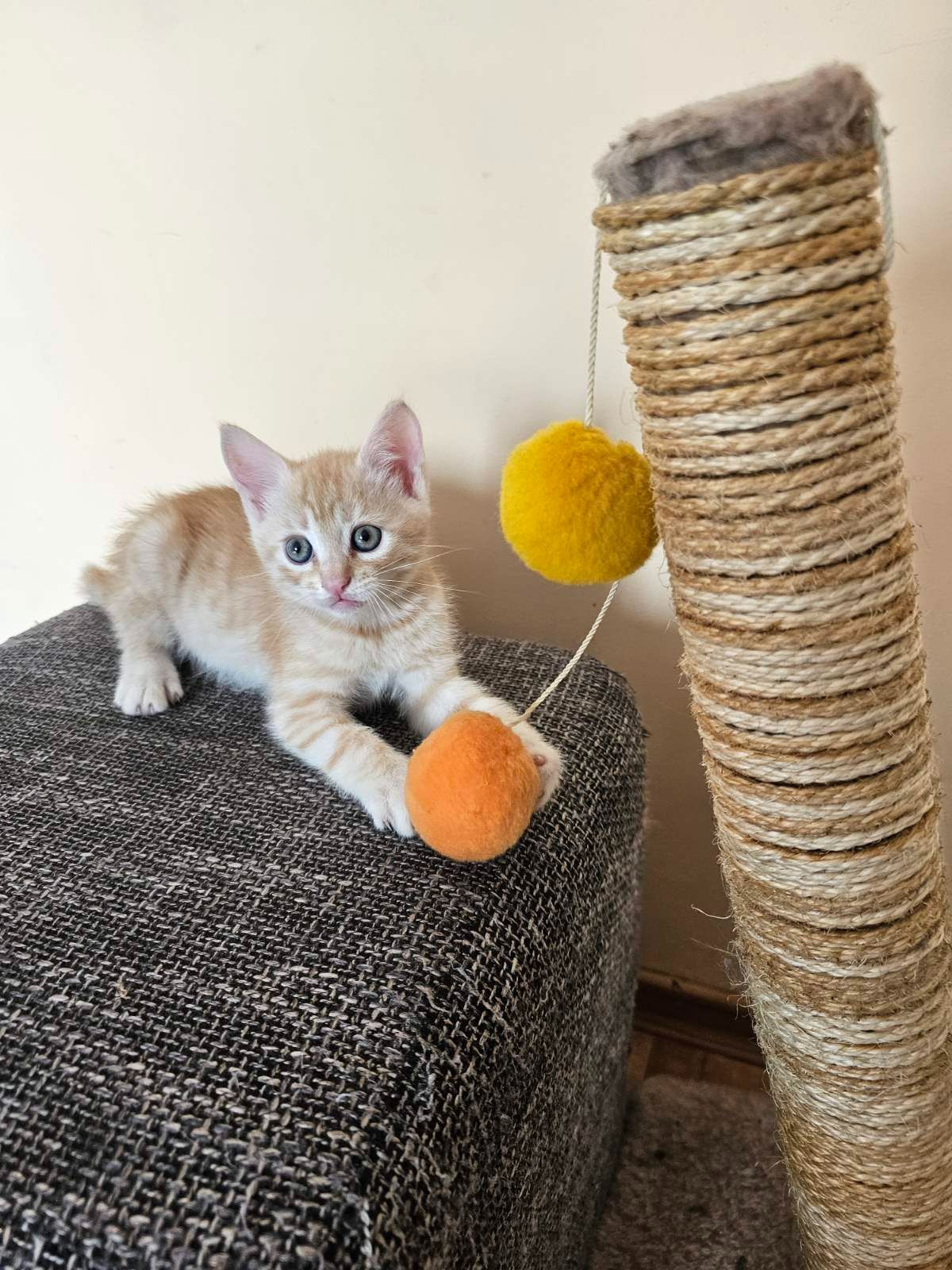 Рыжие котята безплатно