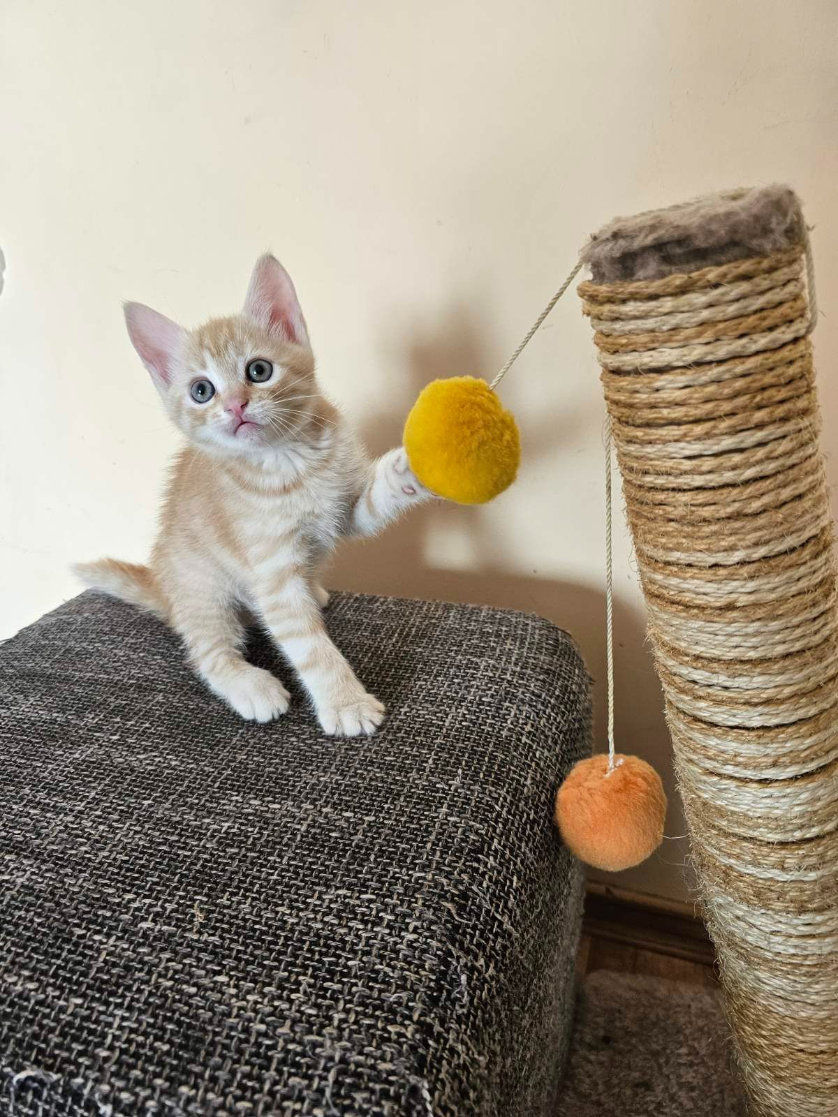 Рыжие котята безплатно