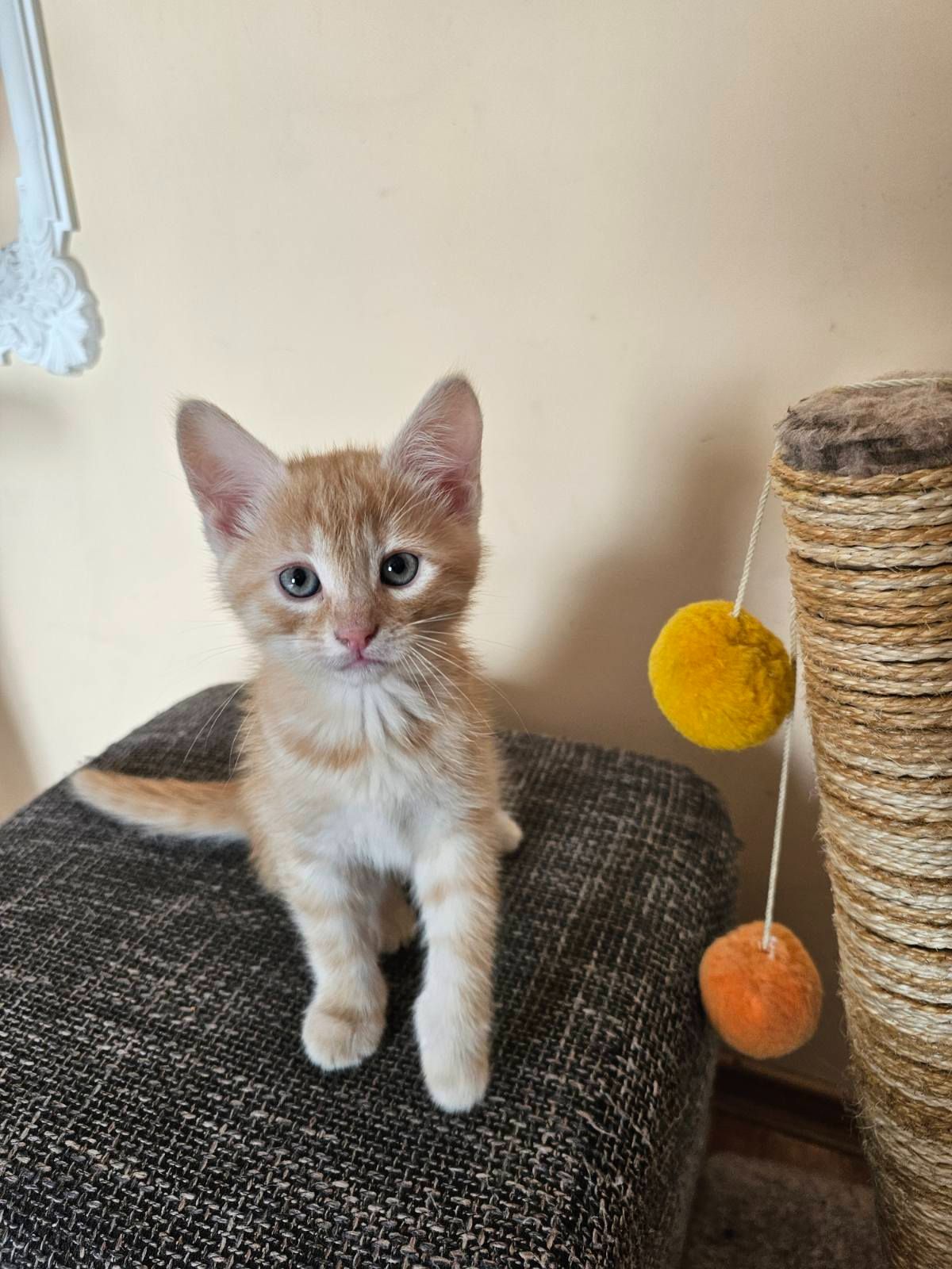 Рыжие котята безплатно