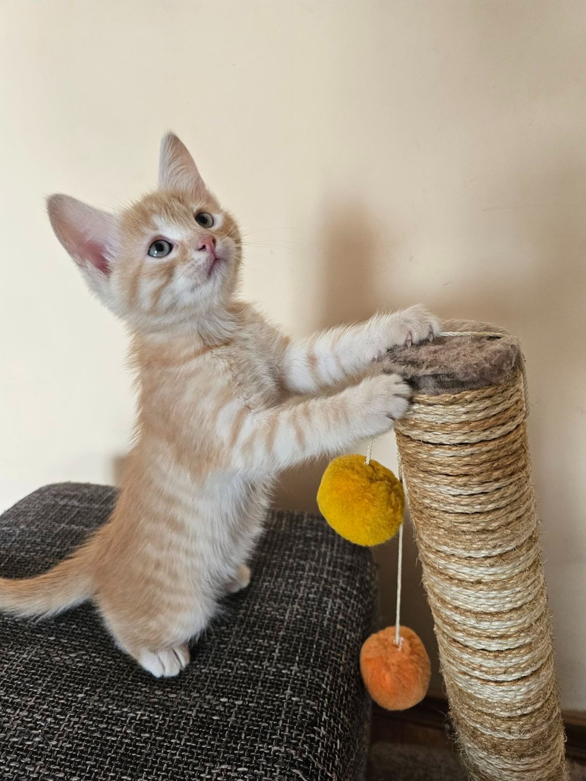 Рыжие котята безплатно