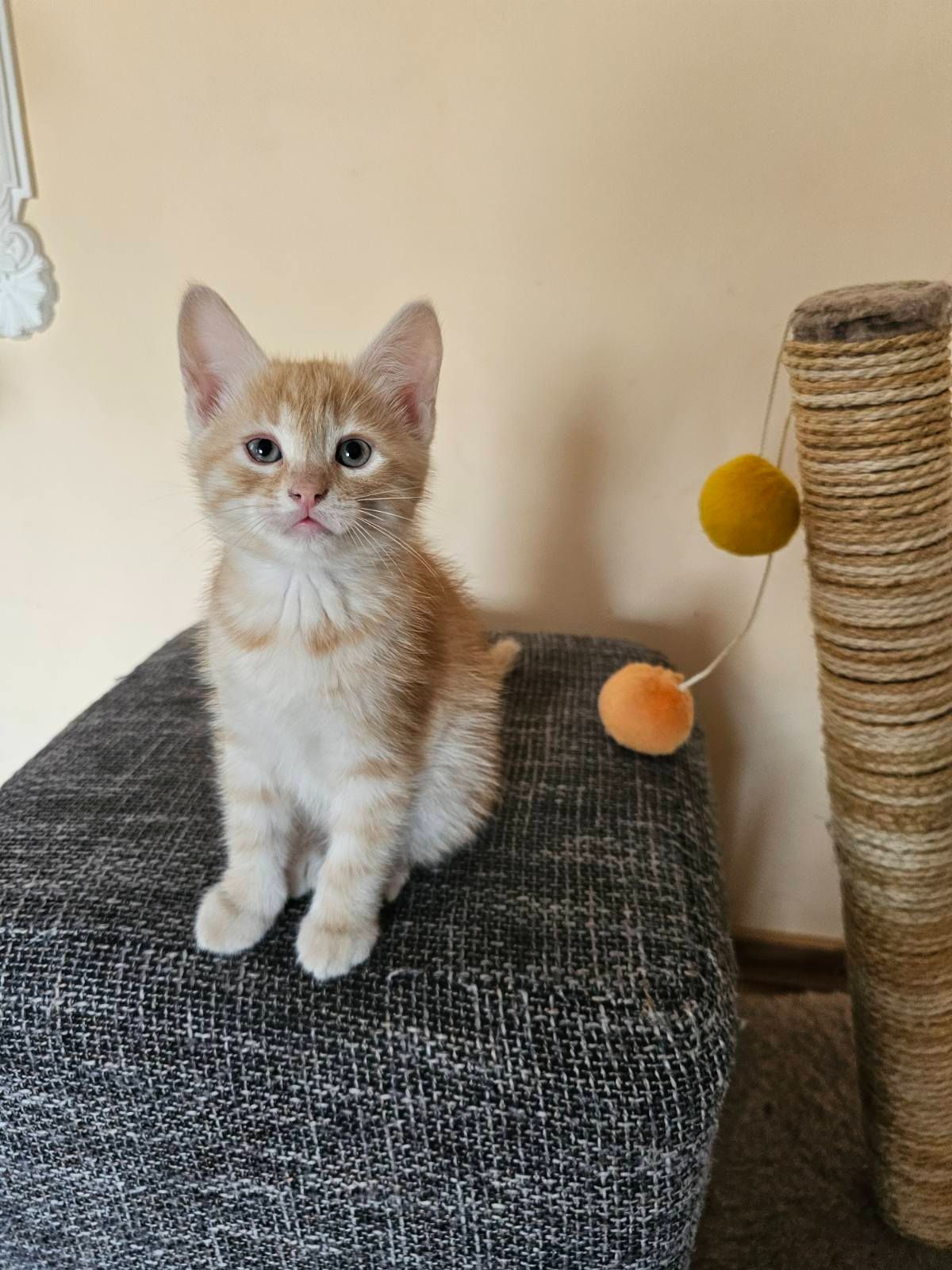 Рыжие котята безплатно