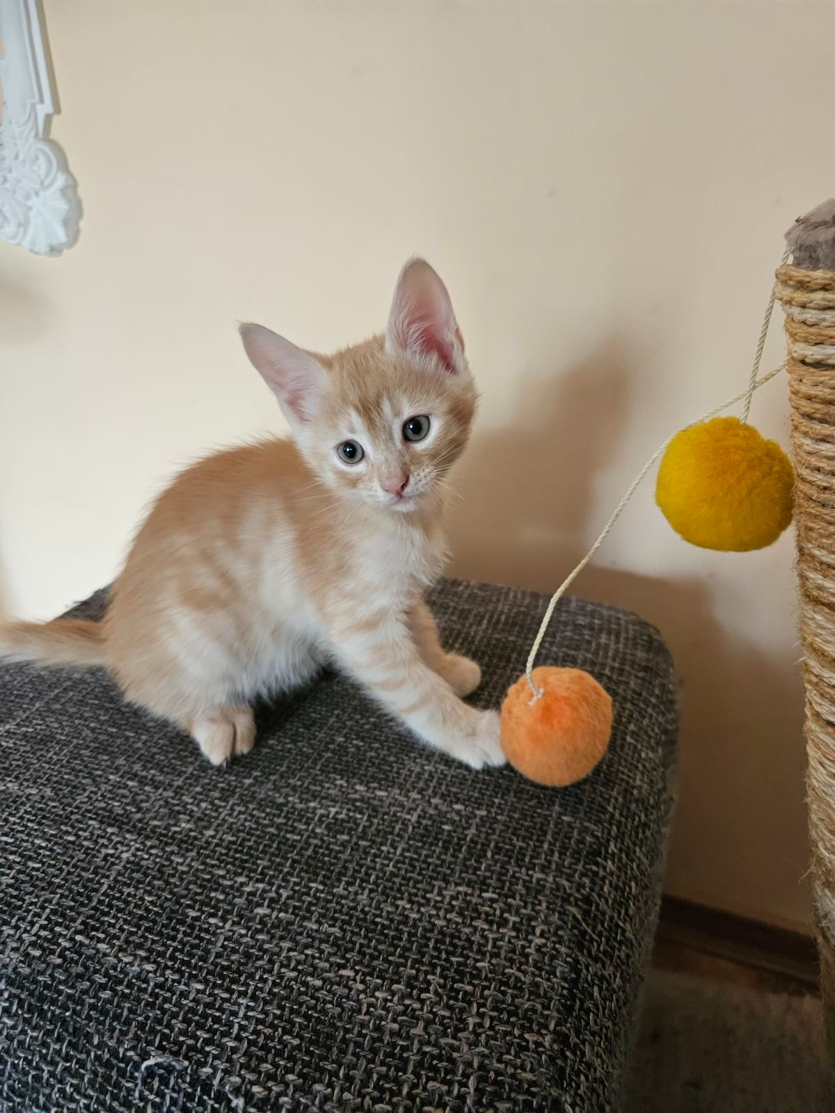 Рыжие котята безплатно