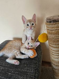 Рыжие котята безплатно