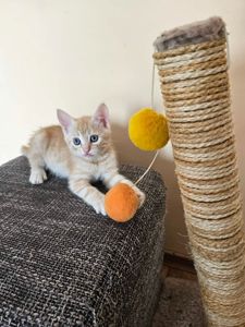 Рыжие котята безплатно