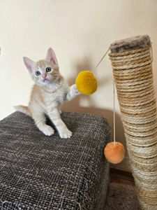 Рыжие котята безплатно