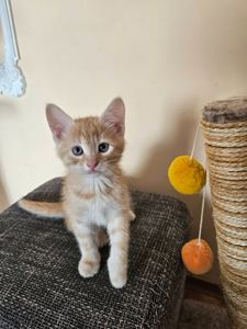 Рыжие котята безплатно