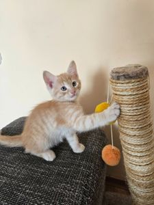 Рыжие котята безплатно