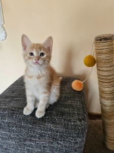 Рыжие котята безплатно