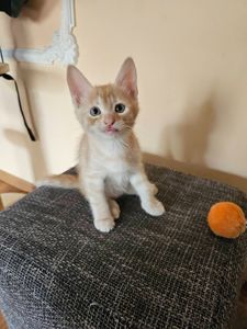 Рыжие котята безплатно