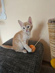 Рыжие котята безплатно