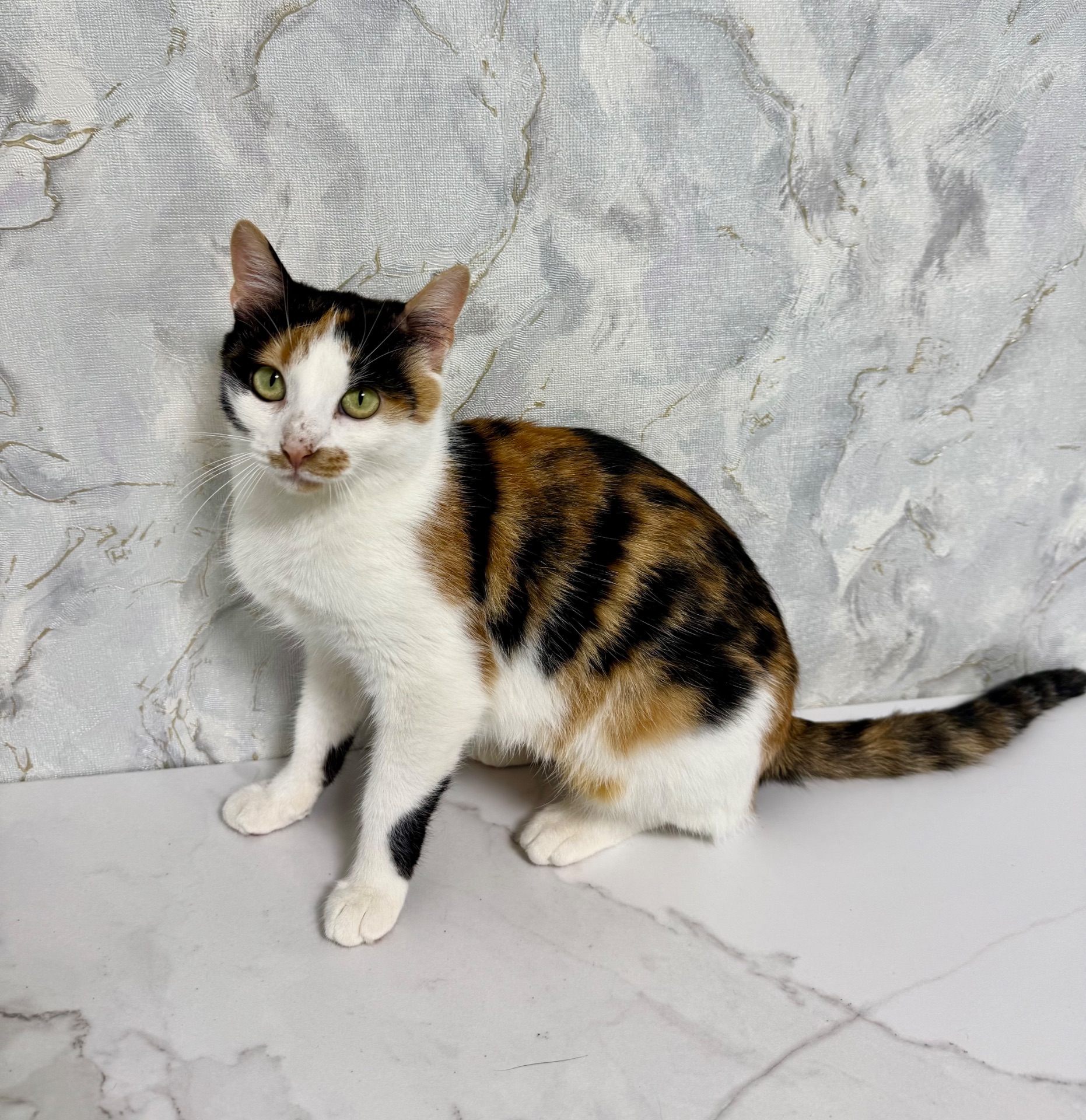 кішечка шукає дім