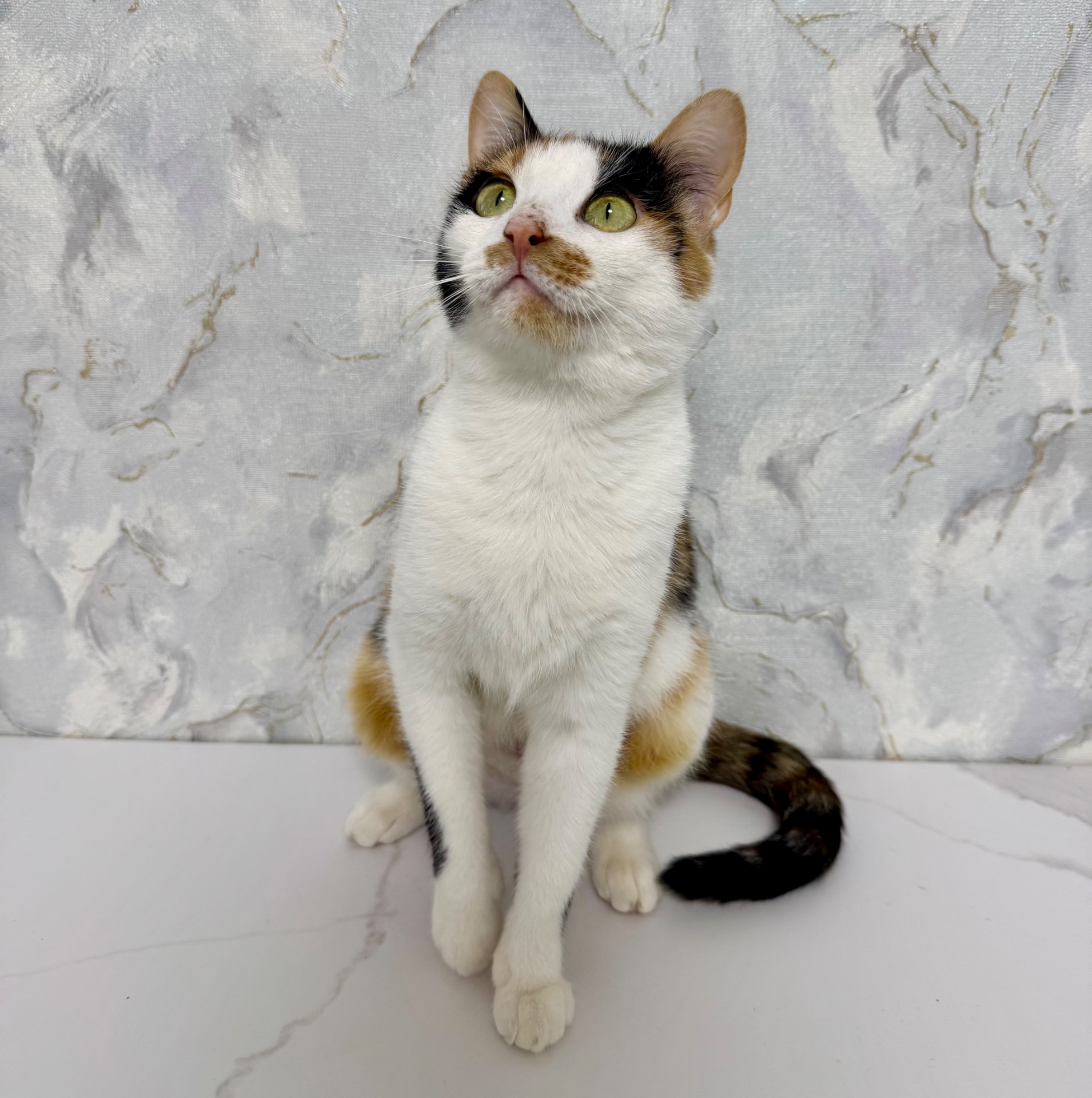 кішечка шукає дім