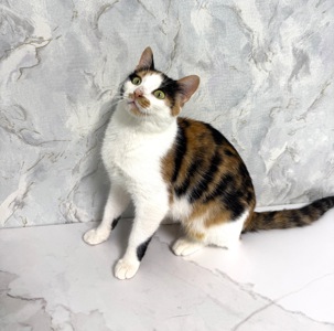 кішечка шукає дім