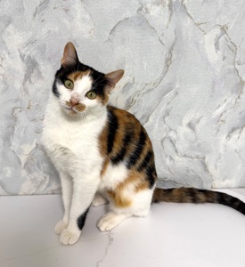 кішечка шукає дім