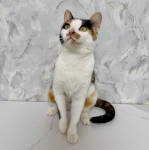 кішечка шукає дім