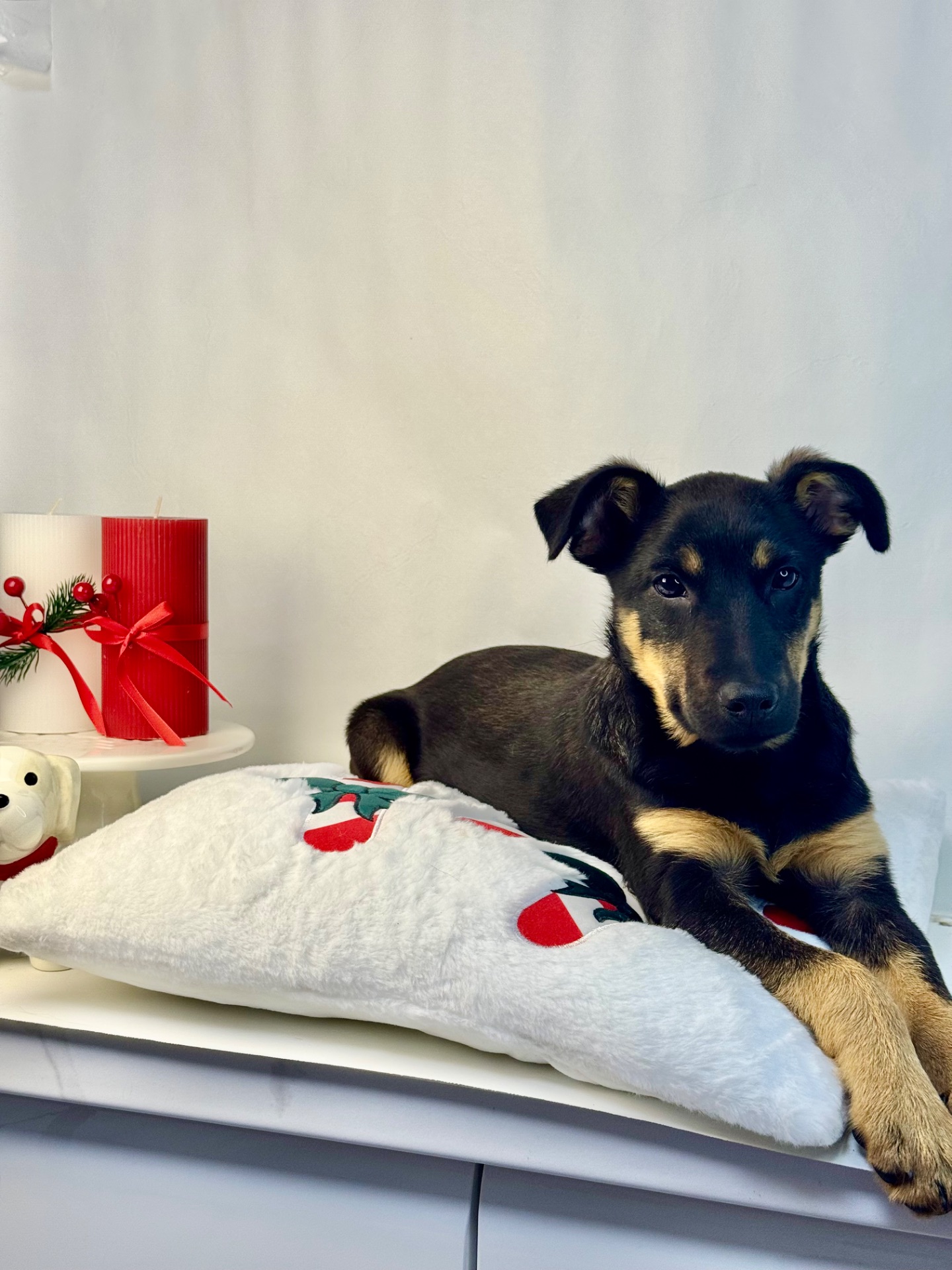 Песик шукає дім