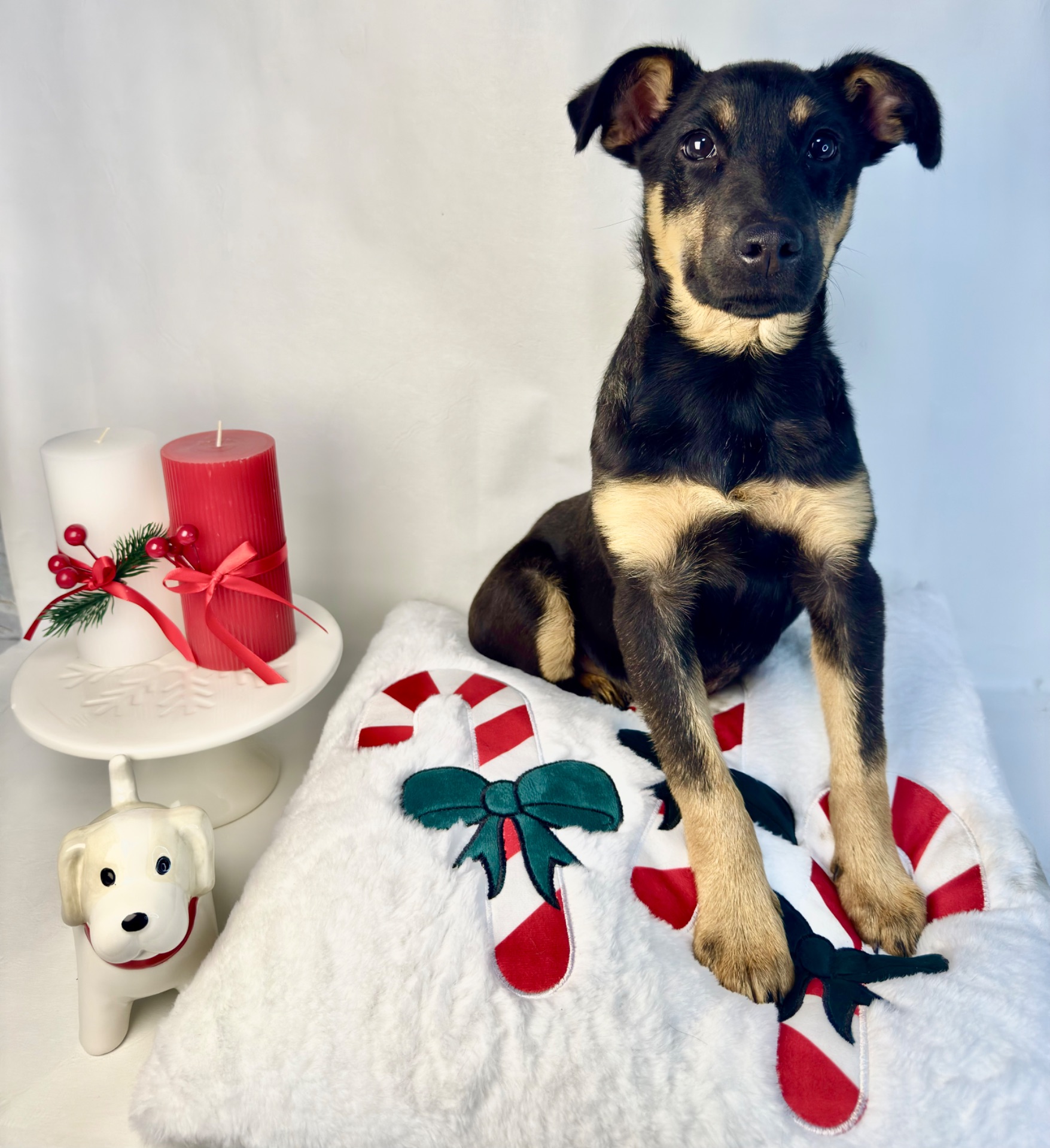 Песик шукає дім