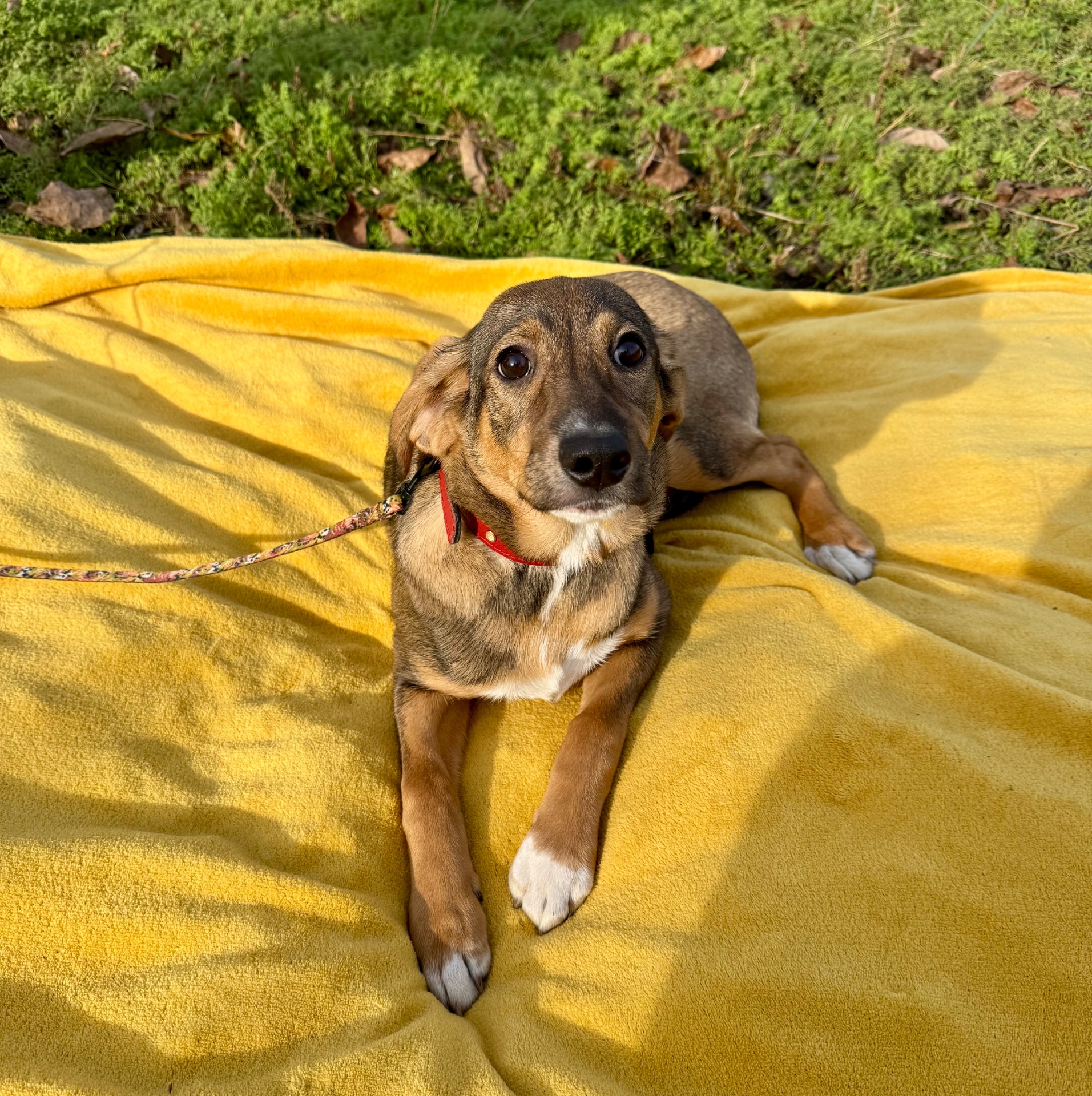 Цуценя в хороші руки