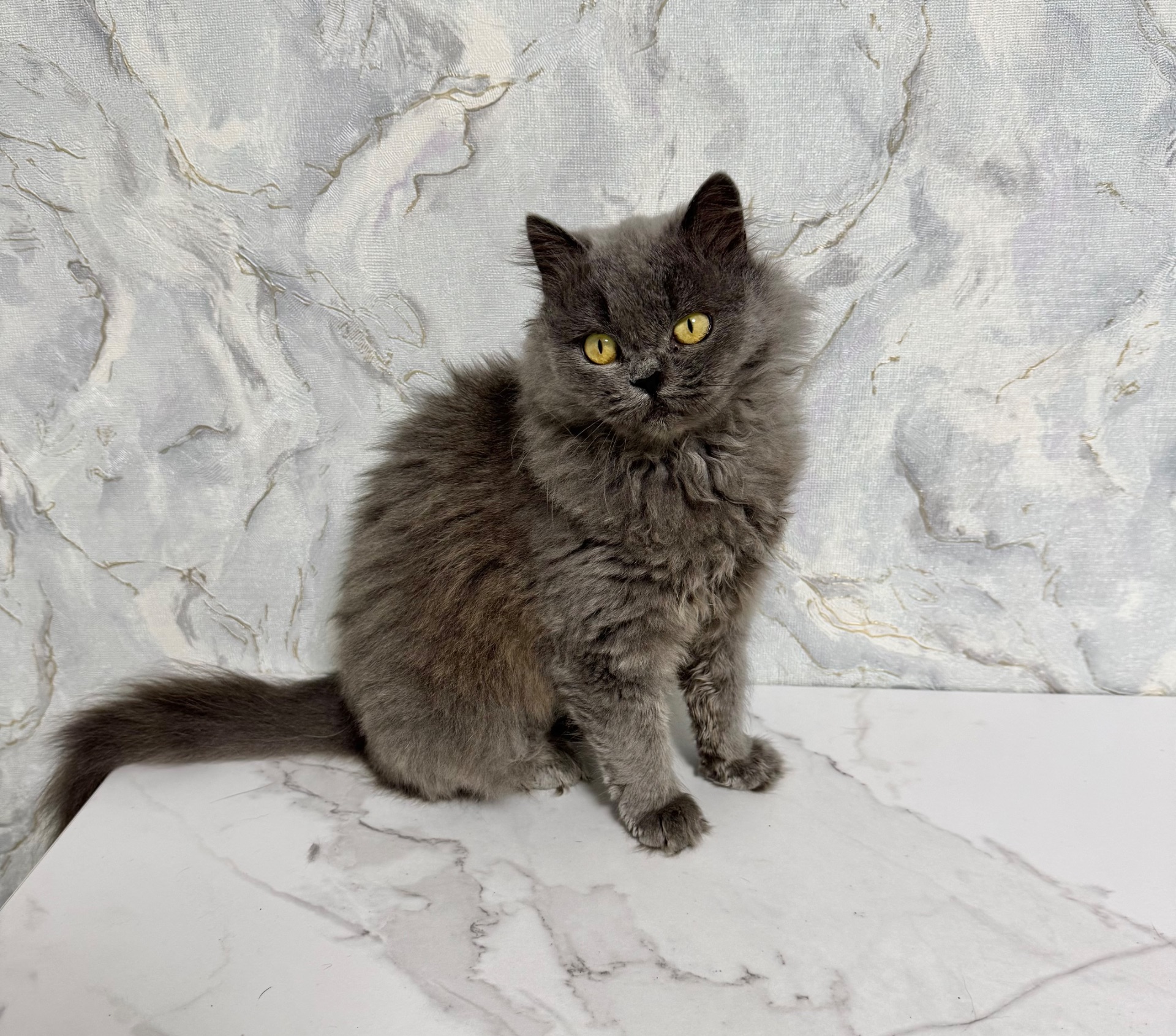 Красива пухнаста кішка шукає родину