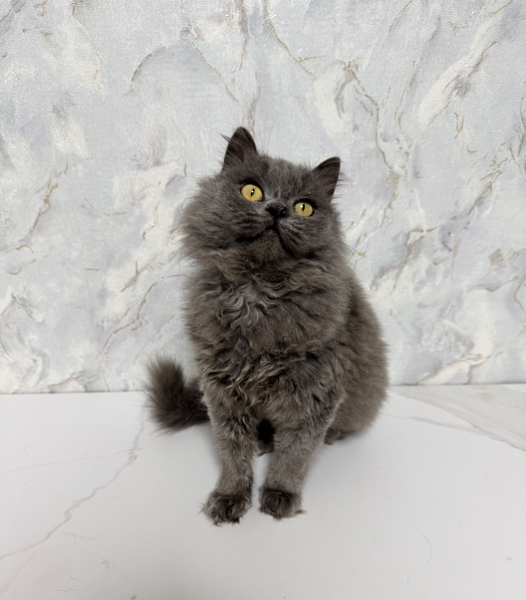 Красива пухнаста кішка шукає родину