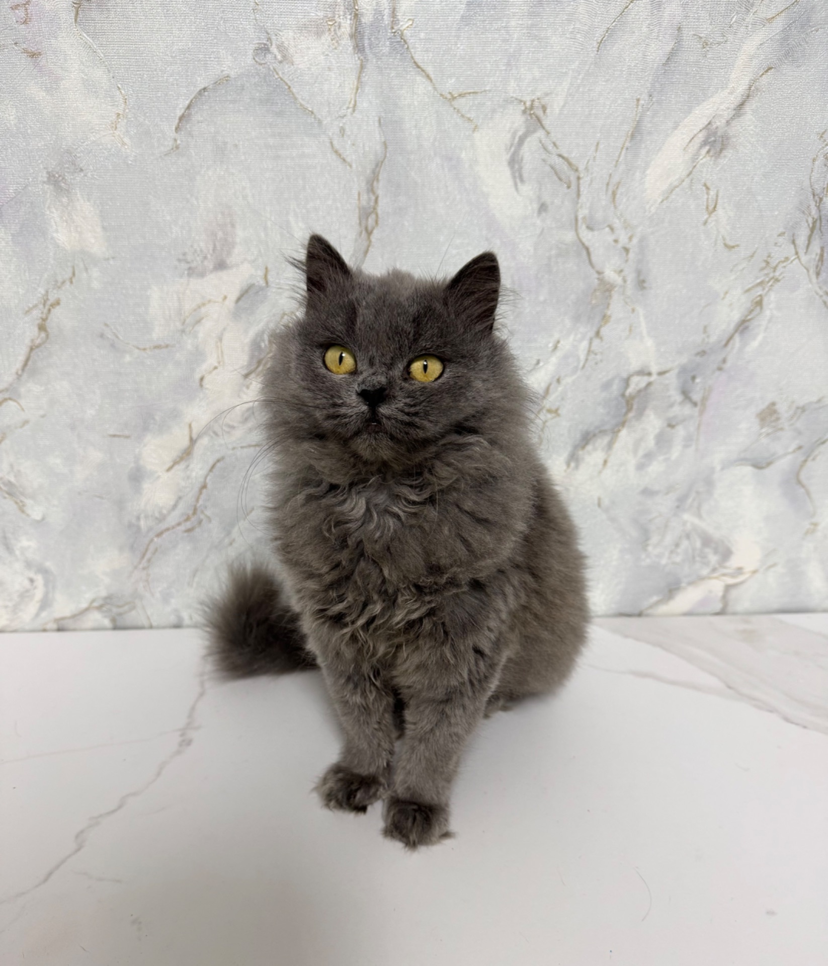 Красива пухнаста кішка шукає родину