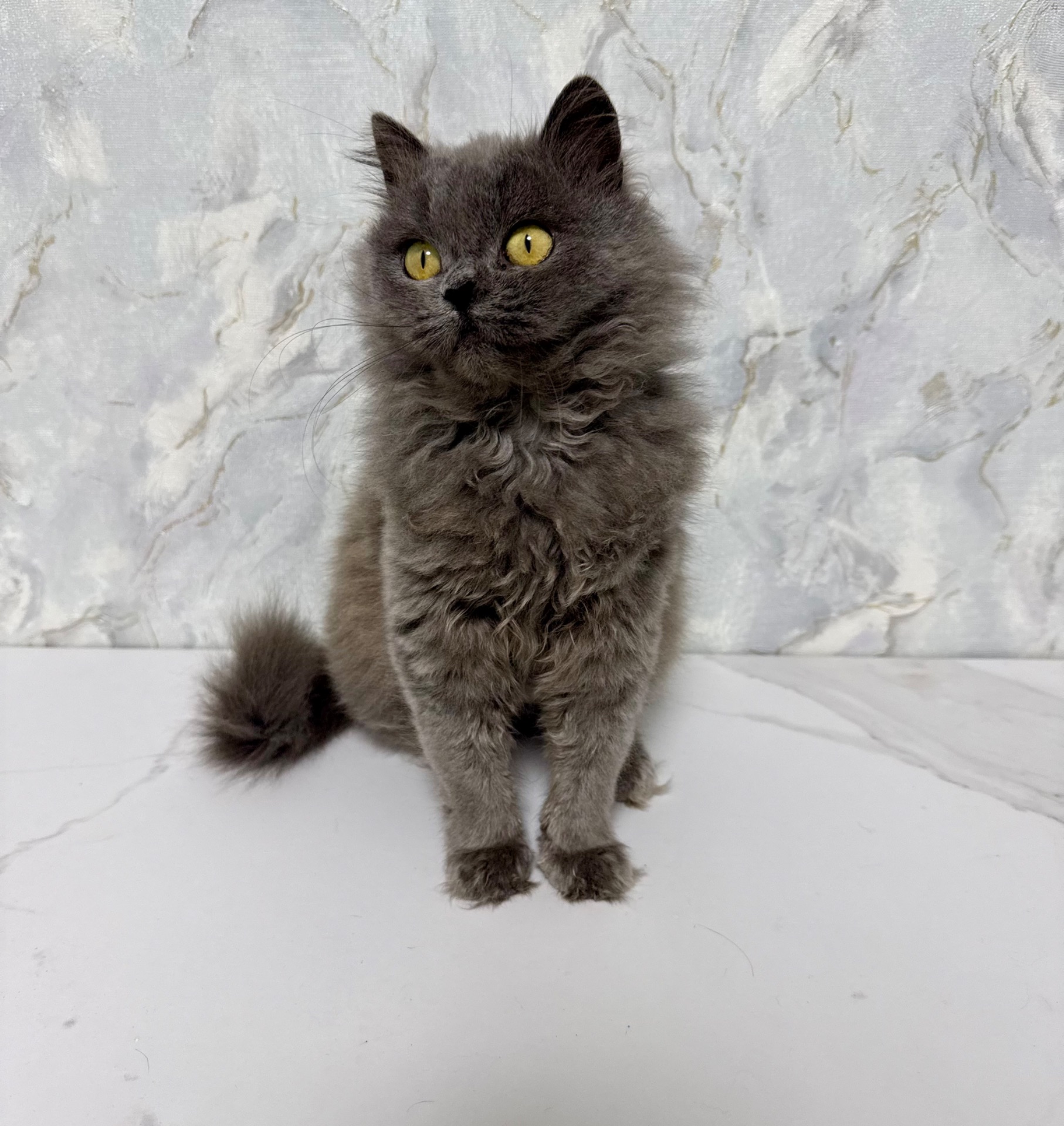 Красива пухнаста кішка шукає родину