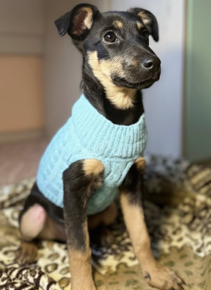 Песик шукає дім