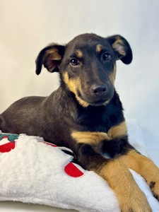 Песик шукає дім