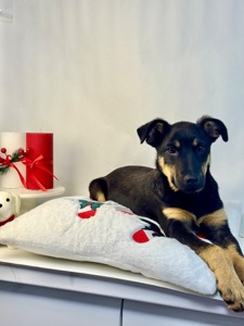 Песик шукає дім