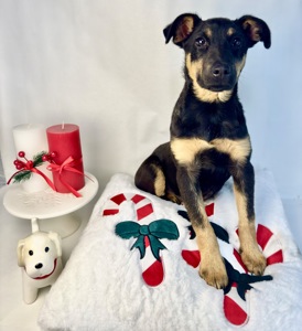 Песик шукає дім