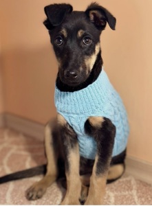 Песик шукає дім