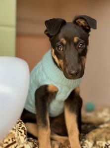 Песик шукає дім