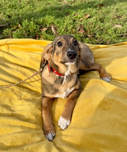 Цуценя в хороші руки