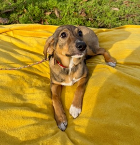 Цуценя в хороші руки