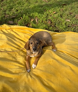 Цуценя в хороші руки